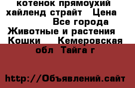 котенок прямоухий  хайленд страйт › Цена ­ 10 000 - Все города Животные и растения » Кошки   . Кемеровская обл.,Тайга г.